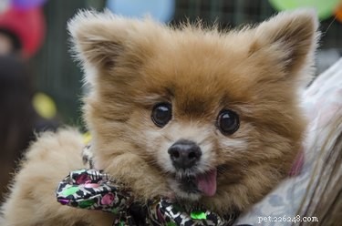 Why Dogs Snuggle With You: The Significance of Their Cuddling Behavior