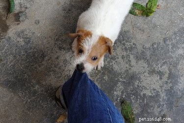 How to Stop Your Puppy From Biting Your Clothes While Walking: Training Tips