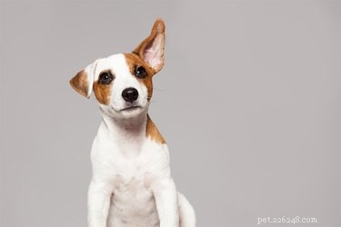 How Specific Sounds Trigger Dog Behavior: The Science Behind Auditory Stimulation