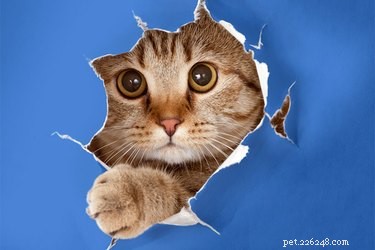 Unpacking the Mystery: Why Cats Tear Paper and How to Stop It