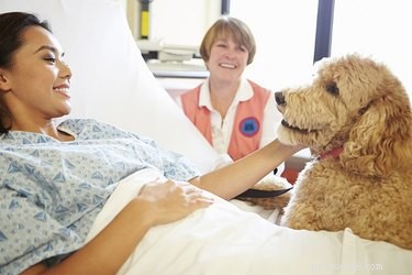 How Dogs Provide Life‑Changing Support to Humans