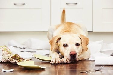 Prevent Your Dog From Ruining Your Home While You re Away