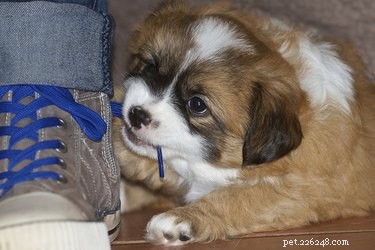 How to Stop Your Dog from Chewing Your Shoe Laces