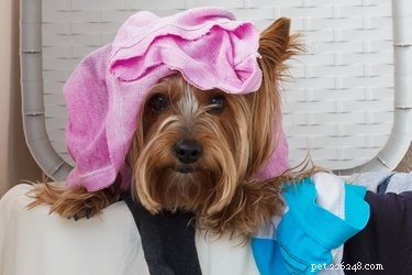 Why Are Dogs Stealing Your Underwear? Find Out the Surprising Reason