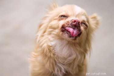 Pixie, Celebrity Dog, Shares Her Mission to Help Animals