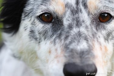 Is Your Dog Experiencing Vision Problems? Signs, Causes, and Care