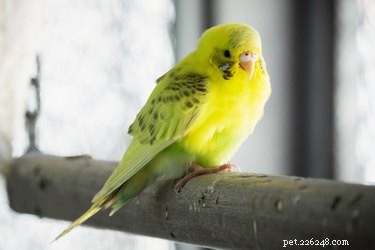 Discover Low-Maintenance Pets That Fit Your Lifestyle