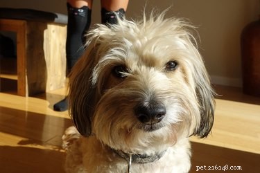 Meet Sullivan, Cuteness.com’s Sheriff: A Candid Chat with the Friendly Rescue Dog