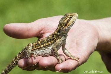Discover the Most Social Reptiles: A Guide to Friendly Reptilian Species