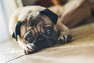 How to Comfort Your Dog During Owner Absence