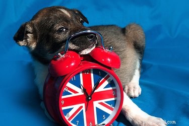 Can a Ticking Clock Calm a New Puppy’s Nighttime Anxiety?