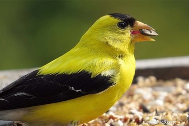 Prevent Your Dog from Snacking on Birdseed: Proven Strategies
