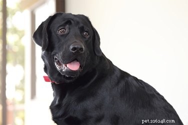Understanding Dog Panting and Anxiety: Causes & Coping Strategies