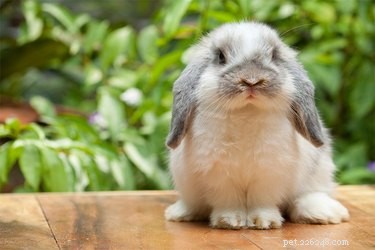 Effective Techniques to Stop Your Rabbit from Biting