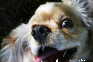 Why Dogs Chew Each Other’s Whiskers: Grooming, Dominance, and Behavior