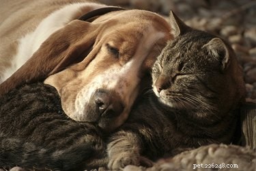How Dogs and Cats Can Form Friendly Bonds