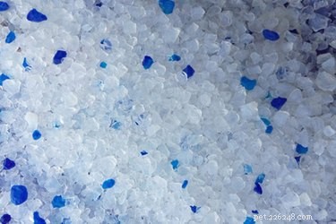 Dog Consumes Cat Litter Crystals: What to Do & Why It Matters