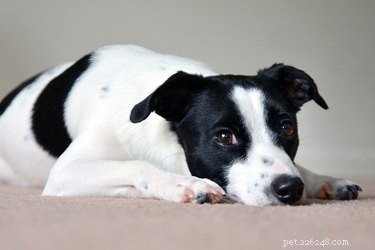 Boost Your Dog’s Confidence: Proven Techniques for a Fearless Companion