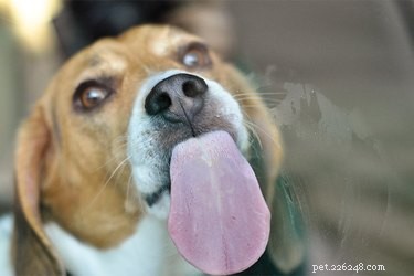 Why Your Dog Is Licking Windows and How to Stop It