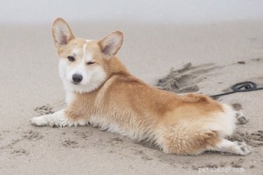 Sploot Explained: The Adorable Stretch Dogs, Corgis, and Cats Perform