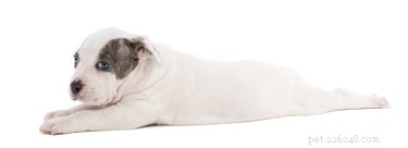 Sploot Explained: The Adorable Stretch Dogs, Corgis, and Cats Perform