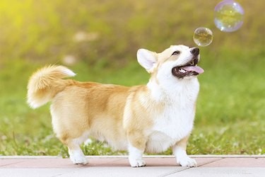 Preventing Your Dog From Chewing Soap: Safe, Proven Solutions