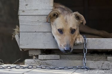How to Report a Neglected Dog: Quick Steps to Rescue an Abused Pet