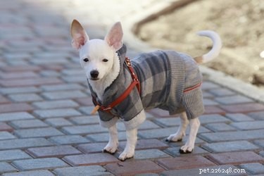 Teaching Your Dog to Wear a Coat or Sweater: Simple Tips for Comfort & Style