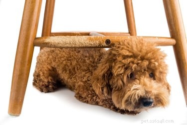Stop Your Dog from Chewing Chair Legs: Proven Tips & Solutions