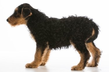 Decoding Tail Tucking: What It Reveals About Your Dog’s Emotions