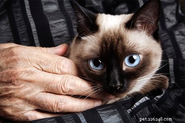 How Pets Enhance Health and Happiness for Seniors