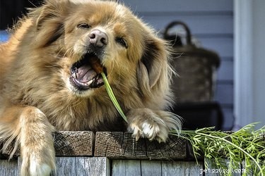 Why Your Dog Needs Fiber: A Guide to Digestive Health
