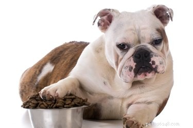 Why Do Dogs Paw at Their Filled Food Bowls? Common Reasons Explained