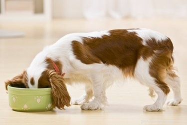 How to Stop Your Puppy From Eating Too Quickly: Tips & Tools