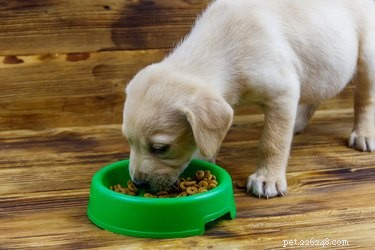 How to Stop Your Puppy From Eating Too Quickly: Tips & Tools