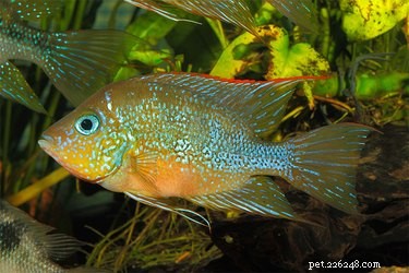 Top Freshwater Aquarium Plants for a Healthy, Natural Habitat
