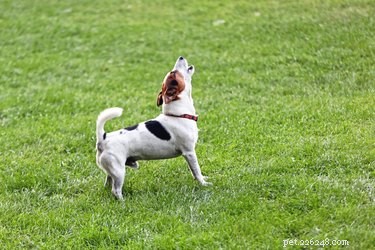 Understanding Your Dog’s Bark: Common Reasons and How to Respond