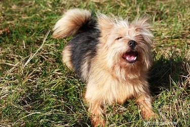Understanding Your Dog’s Bark: Common Reasons and How to Respond