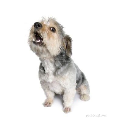 Understanding Your Dog’s Bark: Common Reasons and How to Respond