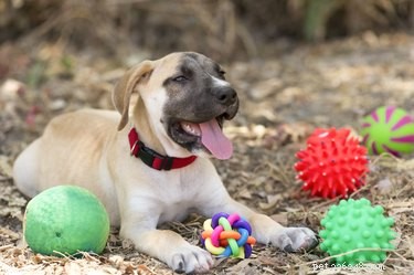 Understanding Your Dog’s Bark: Common Reasons and How to Respond
