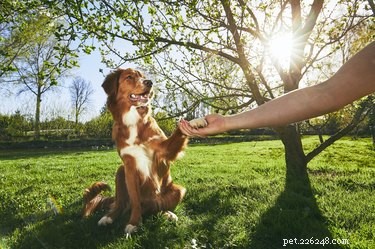 Do Dogs Truly Judge Human Character? Insights & Stories