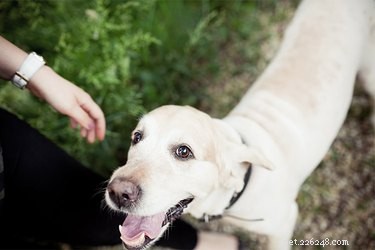 Do Dogs Truly Judge Human Character? Insights & Stories