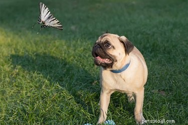 Are Puppies Safe Eating Insects? A Guide for Pet Owners