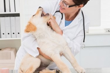 Puppy With Dual Canines: What It Means and When to Seek Veterinary Care