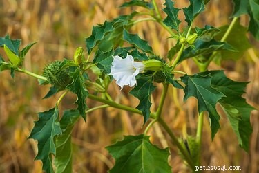 Hazardous Plants That Threaten Your Dog’s Health