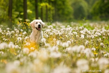 Hazardous Plants That Threaten Your Dog’s Health
