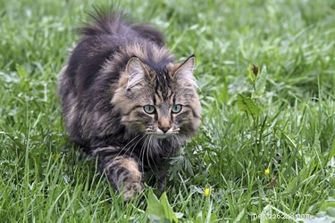 The Science Behind Cats  Hunting Tactics: Why They Seem to Torture Their Prey