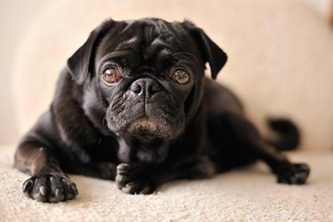 What Causes Continuous Hiccups in Dogs? Quick Answers & Tips