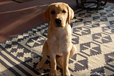 Why Do Dogs Eat Feces? Understanding Coprophagia in Pets