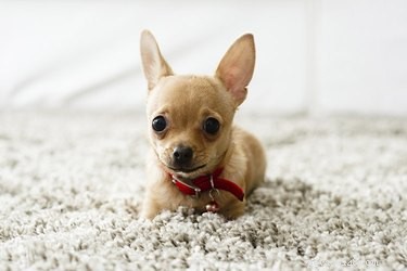 Why Your Dog Brings Food to the Carpet: Understanding Their Eating Habits
